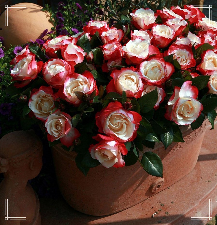 Nostalgie róże wielkokwiatowe